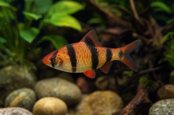 Puntius fasciatus Barbus fraise, barbus feu