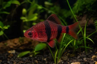 Puntius nigrofasciatus Barbus a tête rouge , barbus nigor