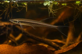 Pyrrhulina filamentosa Pyrrhulina filamentosa