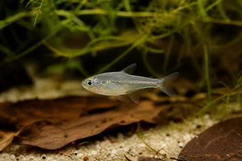 Rachoviscus graciliceps Characin à tête gracile