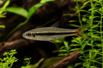 Rasbora borapetensis Rasbora à queue rouge