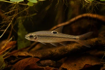 Rasbora dorsiocellata Rasbora à ocelle