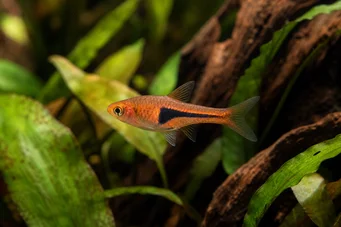 Rasbora espei Rasbora hengeli