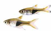 Rasbora heteromorpha