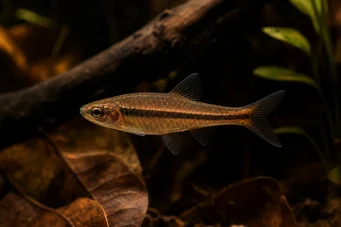 Rasbora kalachroma Rasbora clown
