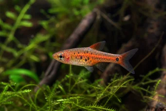 Rasbora maculata Rasbora pygmée