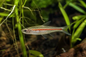 Rasbora pauciperforata Rasbora à ligne rouge