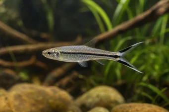 Rasbora trilineata Rasbora ciseaux
