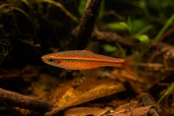 Rasbora vaterifloris Rasbora perlé