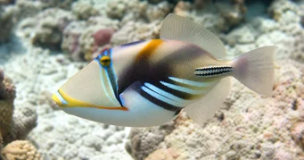 Rhinecanthus aculeatus Baliste-Picasso