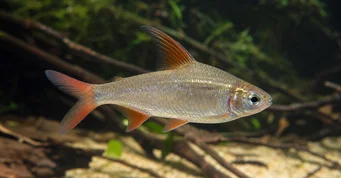 Rhoadsia altipinna Tétra-arc-en-ciel