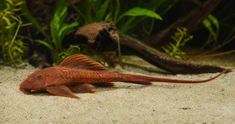 Rineloricaria sp rouge Rineloricaria rouge