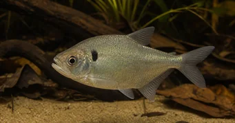 Roeboides descalvadensis Bossu, tête en bas de Descalvado