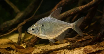 Roeboides meeki Tétra-tigre de verre (bossu, tête en bas)