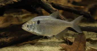 Roeboides paranensis Bossu, tête en bas du Paraguay