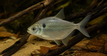 Roeboides thurni Tétra de verre de Thum