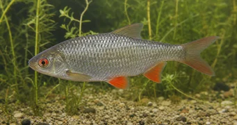 Rutilus rutilus Gardon