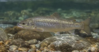 Salmo magradus Truite marbrée