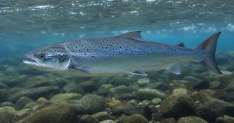Salmo salar Saumon de l'atlantique