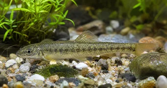 Sarcocheilichthys sinensis Goujon de Chine