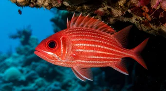 Sargocentron spinifer Poisson-écureuil à grandes machoires