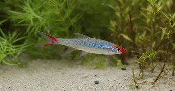 Sawbwa resplendens Sawbwa resplendens