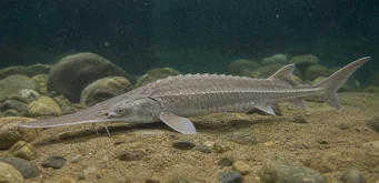 Scaphirhynchus platorhynchus Esturgeon à plateau