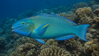 Scarus ghobban Poisson-perroquet