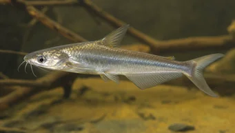 Schilbe intermedius Silure argent