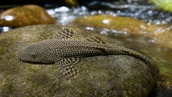 Sewellia Lineolata Loche Leopard