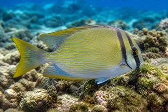 Siganus virgatus Amphacanthe vergeté