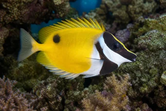 Siganus vulpinus Poisson-renard ou poisson-lapin