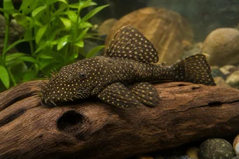 Silure ancistrus Ancistrus