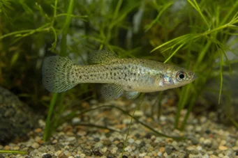 Skiffia francesae x multipunctatus Skiffia francesae x multipunctatus