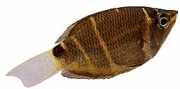 Sphaerichthys osphromeno... Gourami chocolat