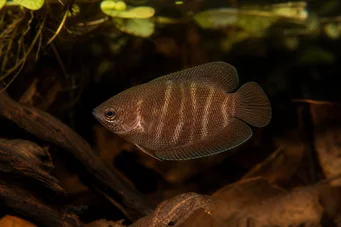 Sphaerichthys osphromenoides Gourami chocolat