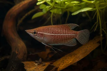 Sphaerichthys vaillanti Gourami samouraï