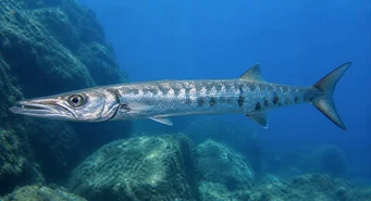 Sphyraena sphyraena Brochet de mer