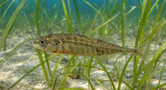 Spinachia spinachia Epinoche de mer