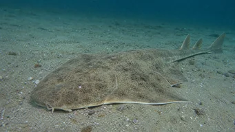 Squatina squatina Ange de mer