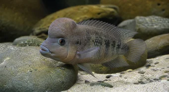 Steatocranus casuarius Tête bossue, Cichlidé casqué, Tête de lion