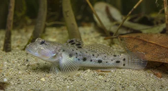 Stigmatogobius sadanundio Gobie tacheté