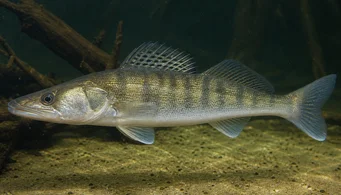 Stizostedion lucioperca Sandre