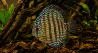 Symphisodon aequifasciata Discus vert