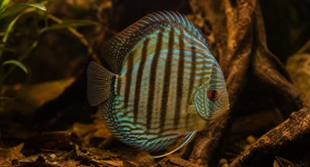 Symphysodon aequifasciata Discus