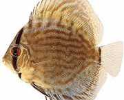 Symphysodon aequifasciat... Discus bleu