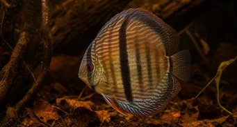 Symphysodon discus Heckel Discus de Heckel