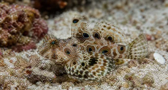 Synchiropus ocellatus Mandarin ocellé