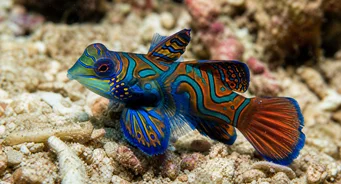 Synchiropus splendidus Poisson-mandarin