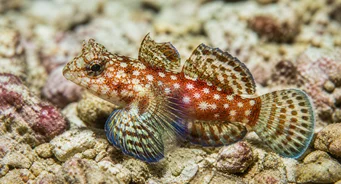 Synchiropus stellatus Poisson mandarin étoilé